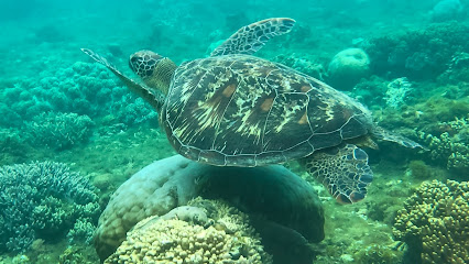 Apo Island Marine Sanctuary