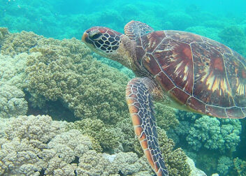 tourist attraction negros island