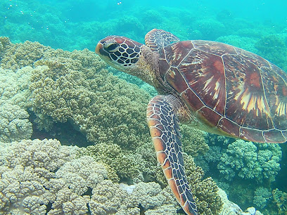 tourist attraction negros island