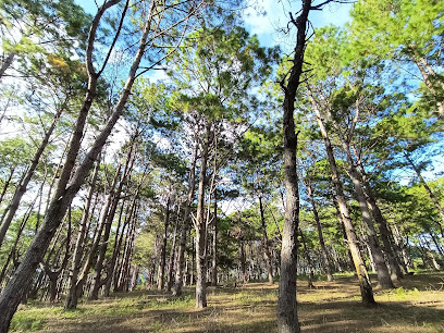 Pinewood Forest