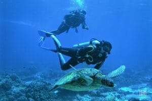 Best Time to Dive in Negros Island