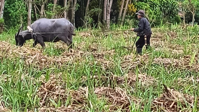 Why Farm to Table Looks Different in Negros