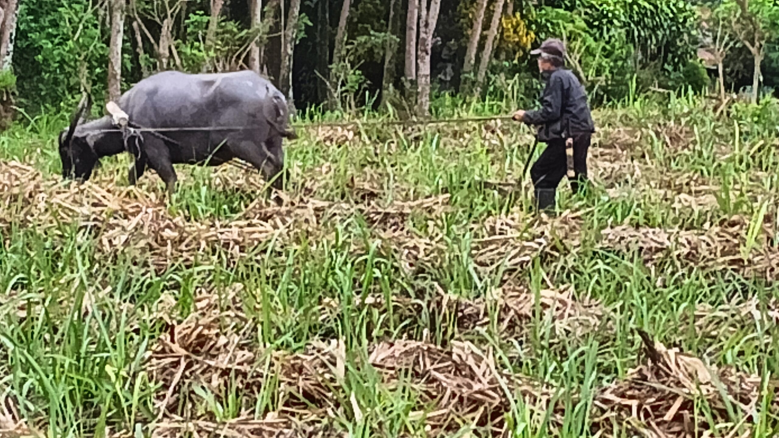 Why Farm to Table Looks Different in Negros