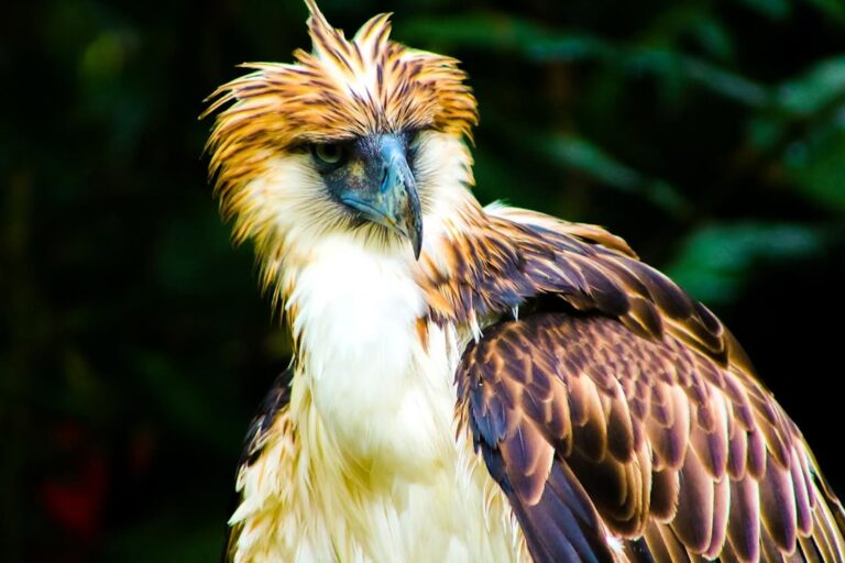 Wildlife Encounters What Is Responsible and What Isnt